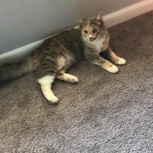 Meet your Posher, Amelia